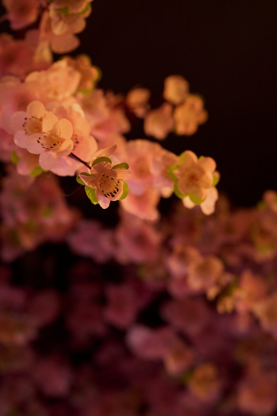 Kirschblüten